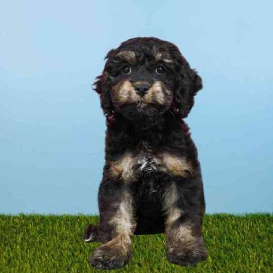 Available Puppies For Sale - Puppyland Idaho