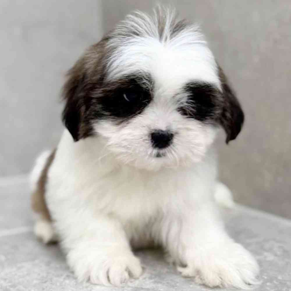 pet breed image