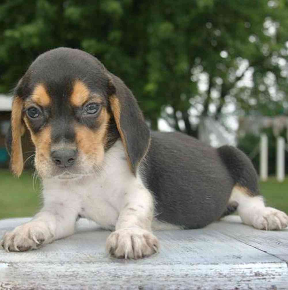 pet breed image