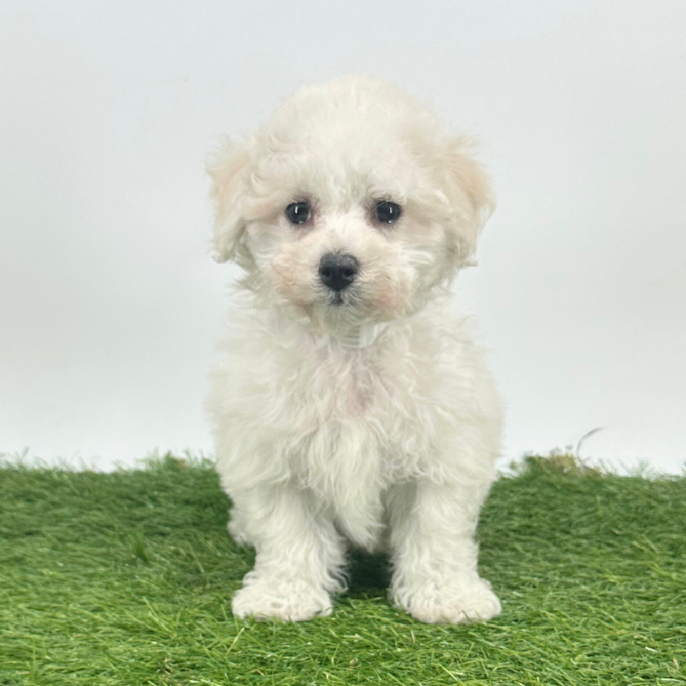 pet breed image