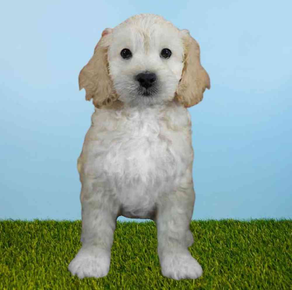 Male Cockapoo Puppy for sale