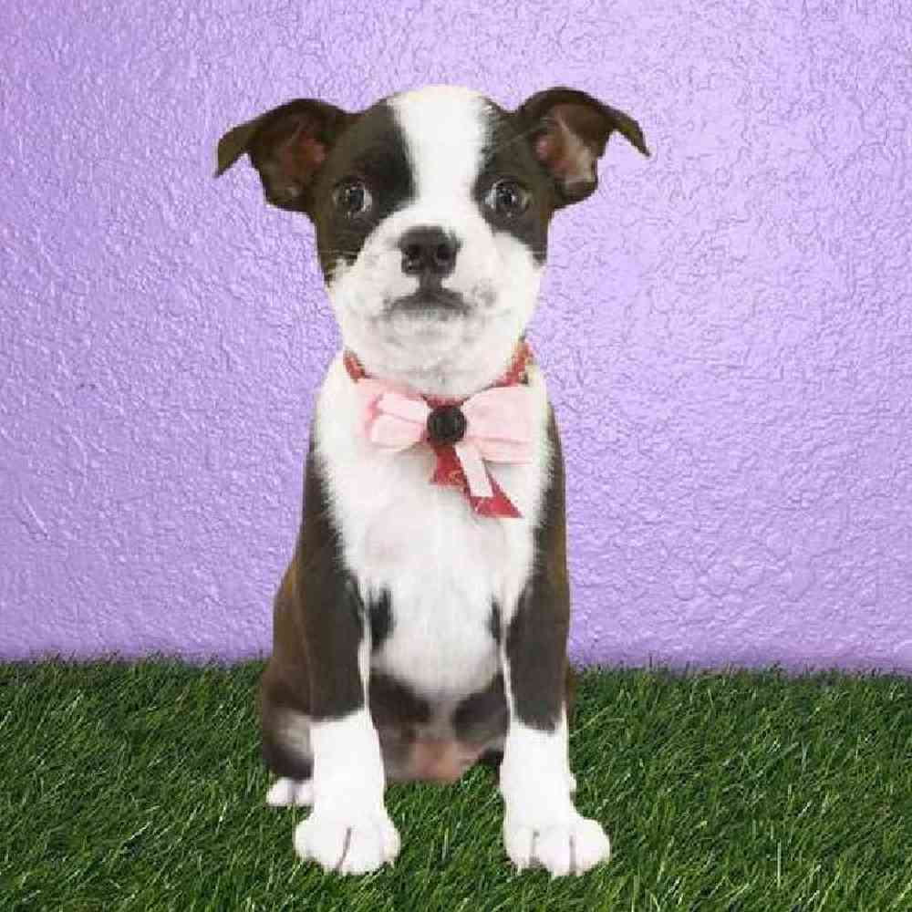 Female Boston Terrier Puppy for sale