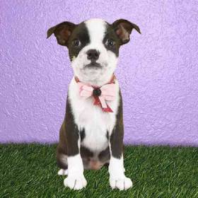 Boston Terrier