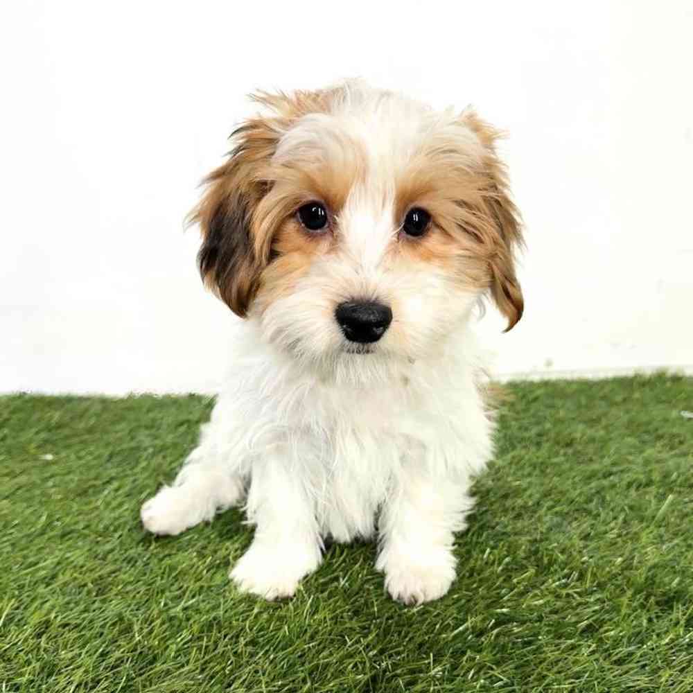 pet breed image