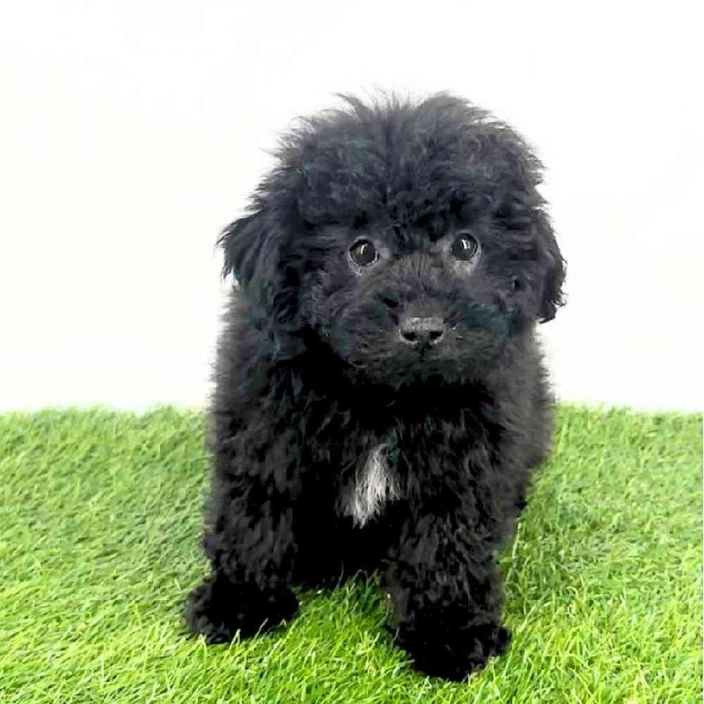 pet breed image