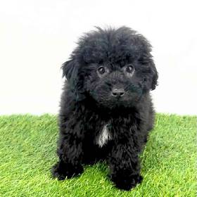 2nd Gen Mini Sheepadoodle