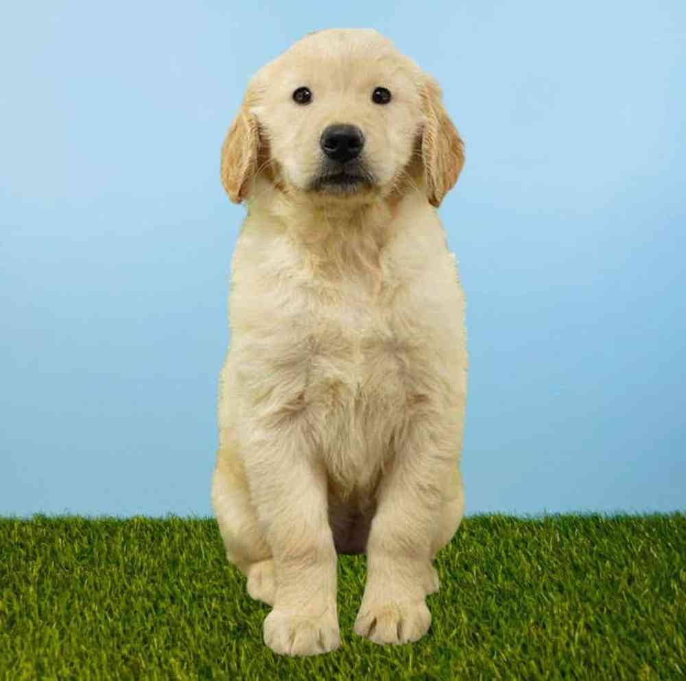 Female Golden Retriever Puppy for Sale in Tolleson, AZ