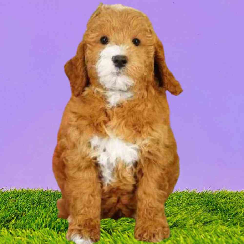 carousel pet images