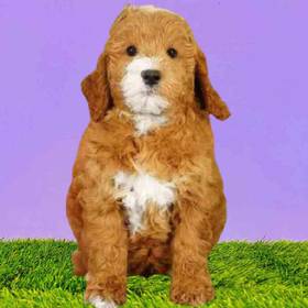 2nd Gen Mini Goldendoodle