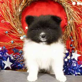 Pomeranian