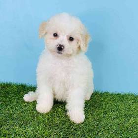 Yorkie-Poo