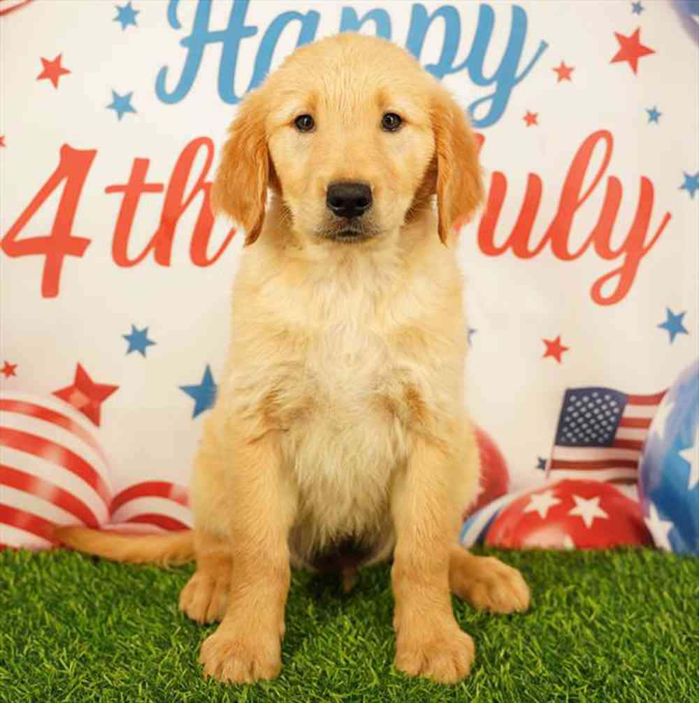 pet breed image