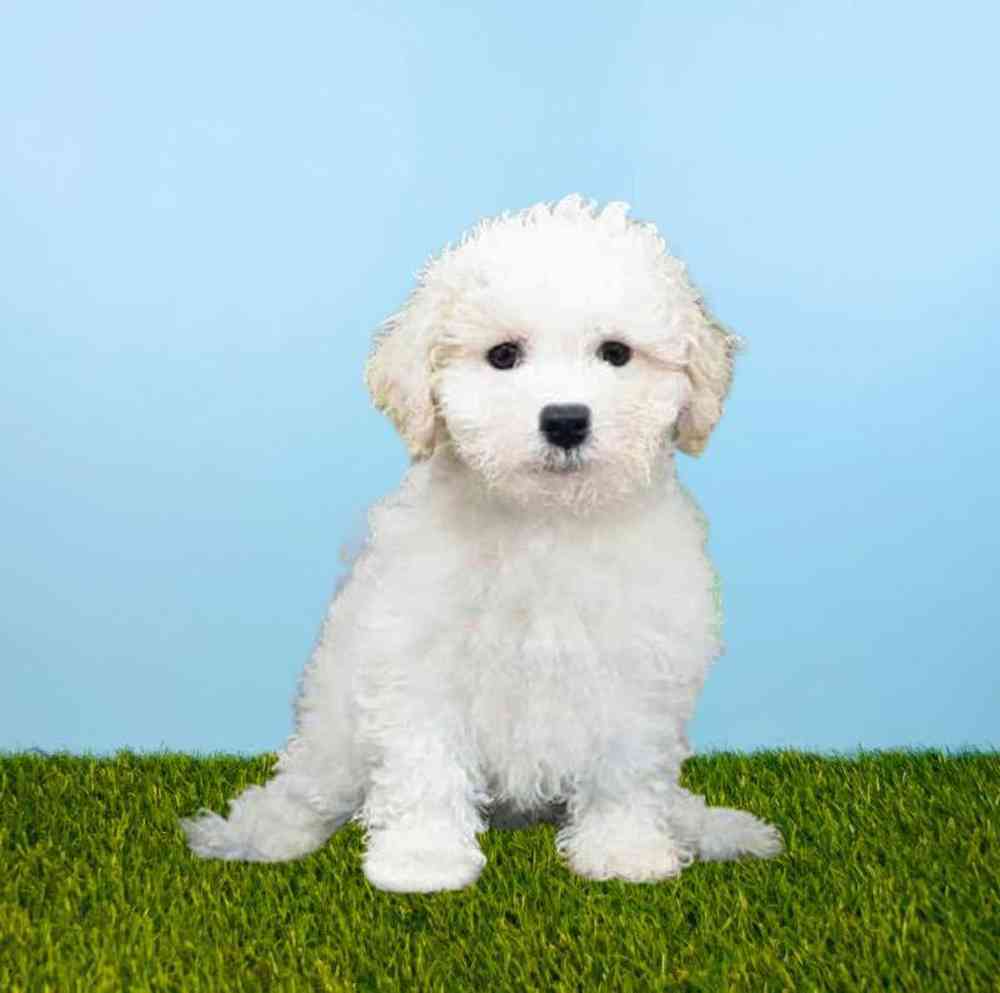 Female Maltechon Puppy for Sale in Meridian, ID