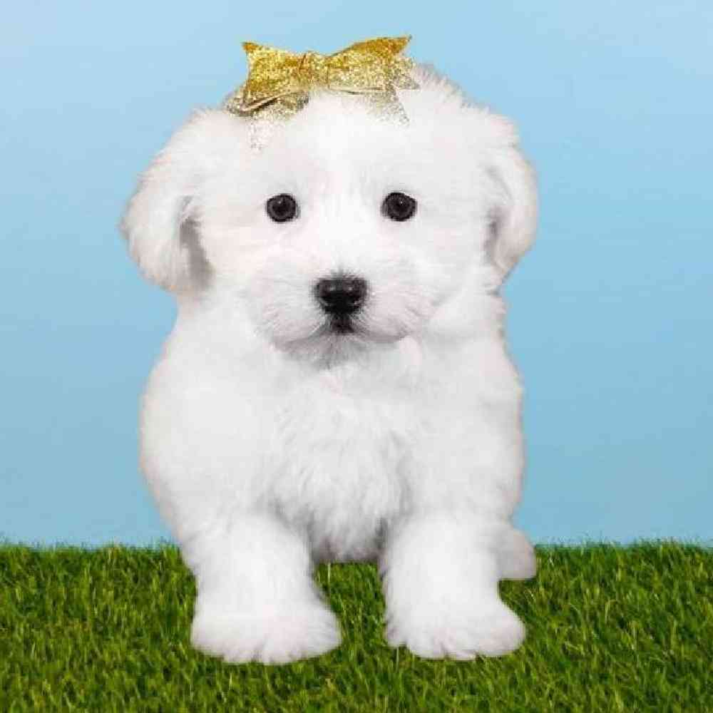 Female Bichon Puppy for sale