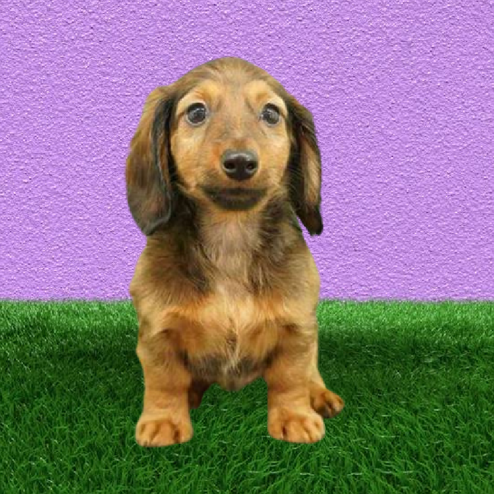 Male Dachshund Puppy for Sale in Puyallup, WA