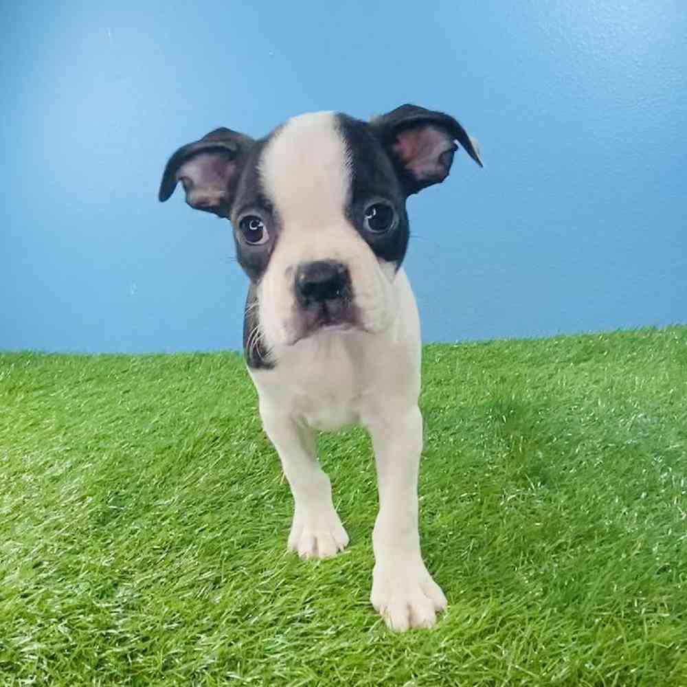 carousel pet images