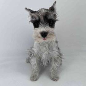 Mini Schnauzer