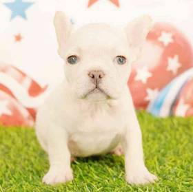 French Bulldog