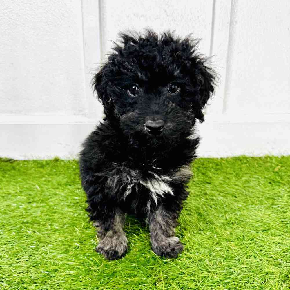 pet breed image