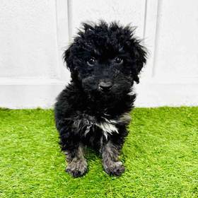 Poodle