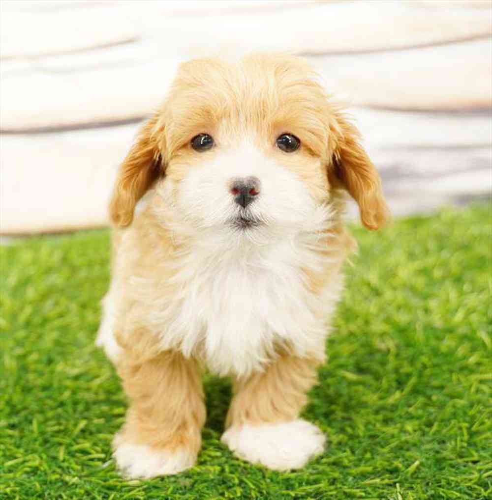 pet breed image