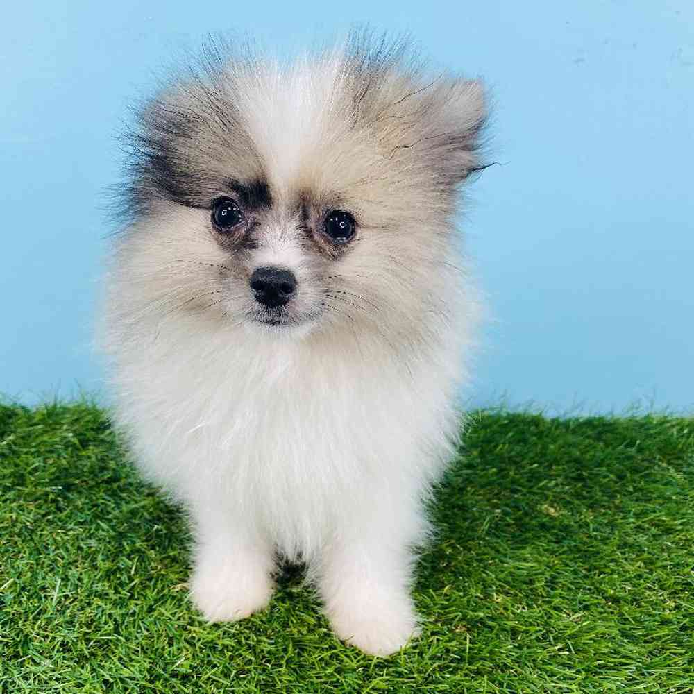 Male Pomeranian Puppy for sale