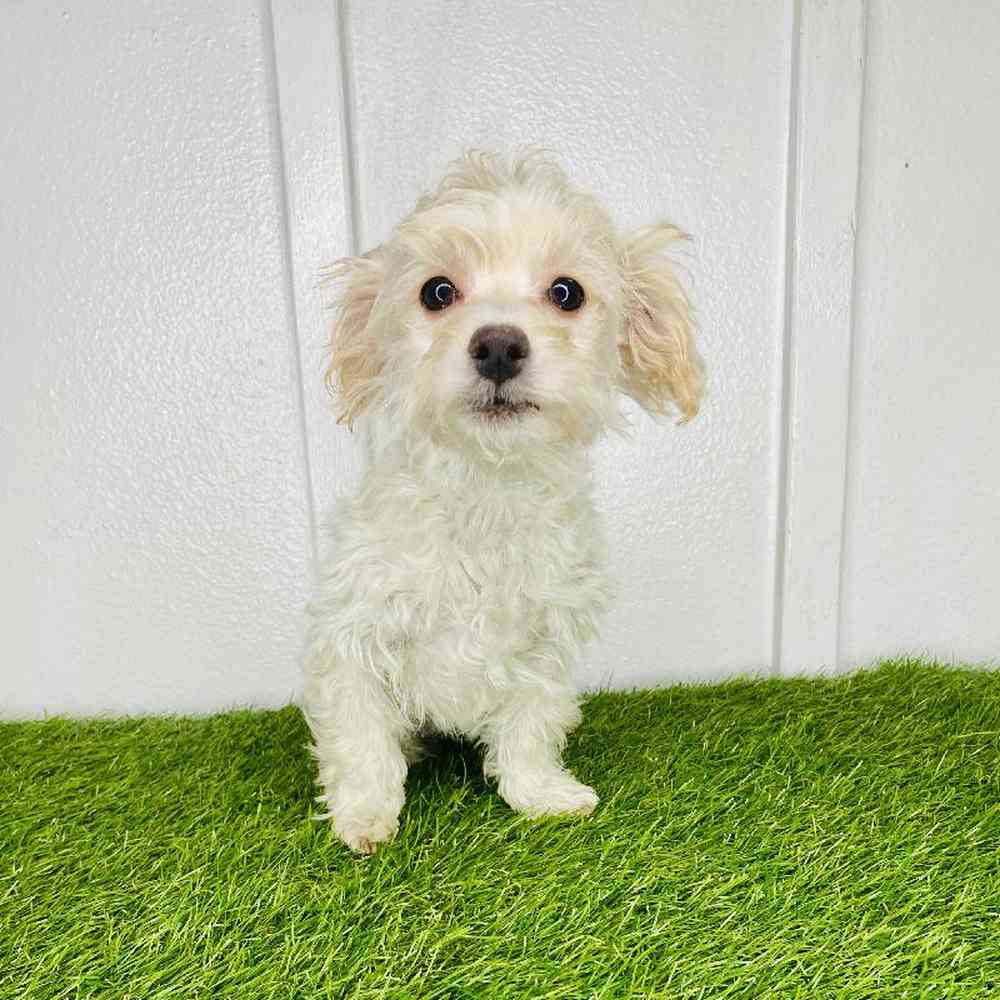 pet breed image