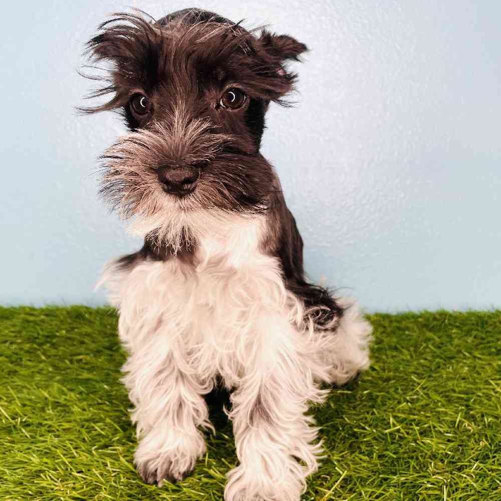 carousel pet images