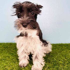 Mini Schnauzer