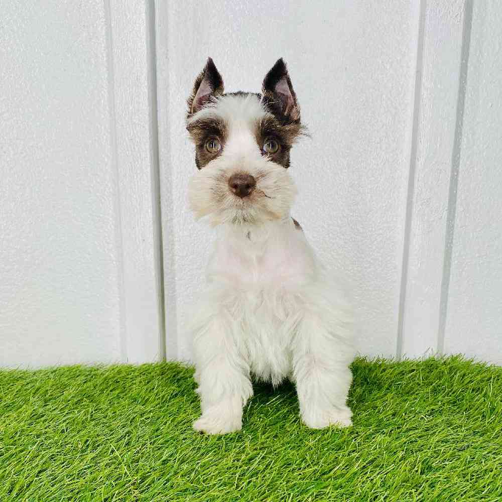 pet breed image