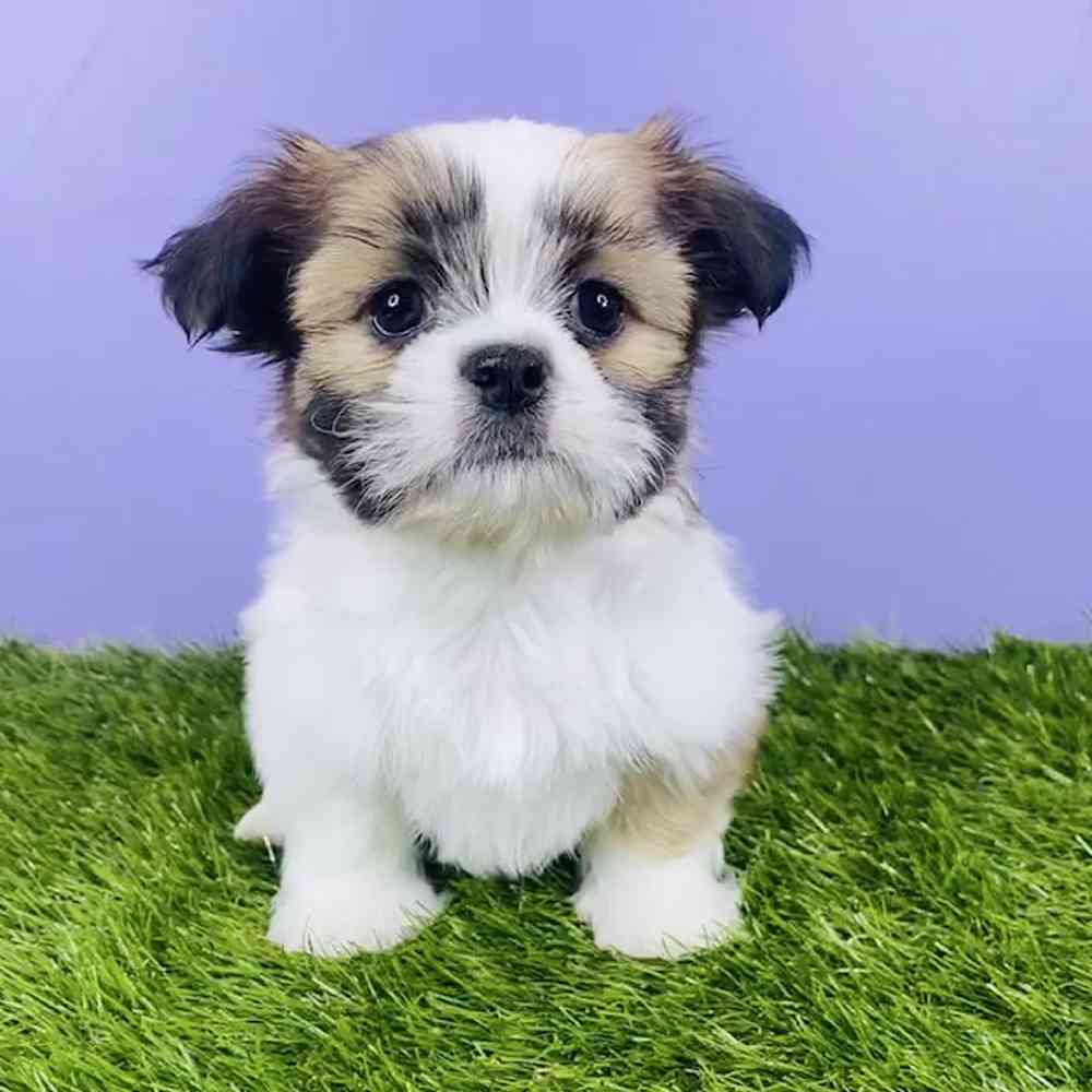 carousel pet images