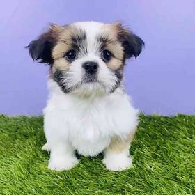 Shih Tzu