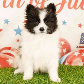Pomeranian