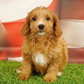 Cavapoo