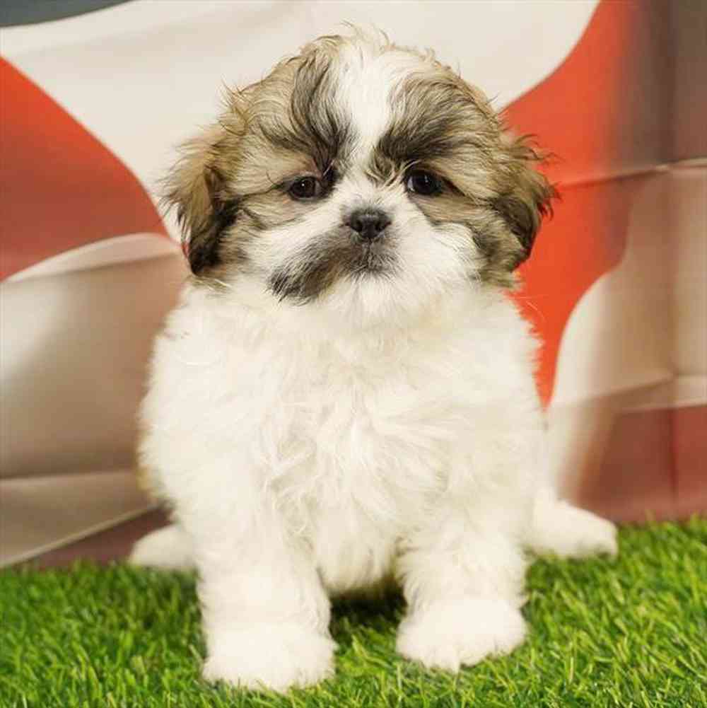 carousel pet images