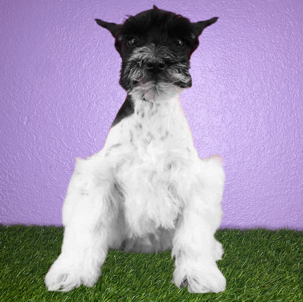 Female Mini Schnauzer Puppy for Sale in New Braunfels, TX