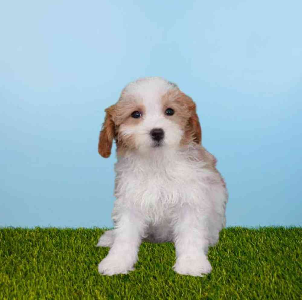 Poodle