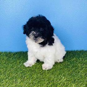 Schnoodle