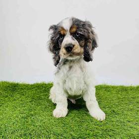 Cocker Spaniel