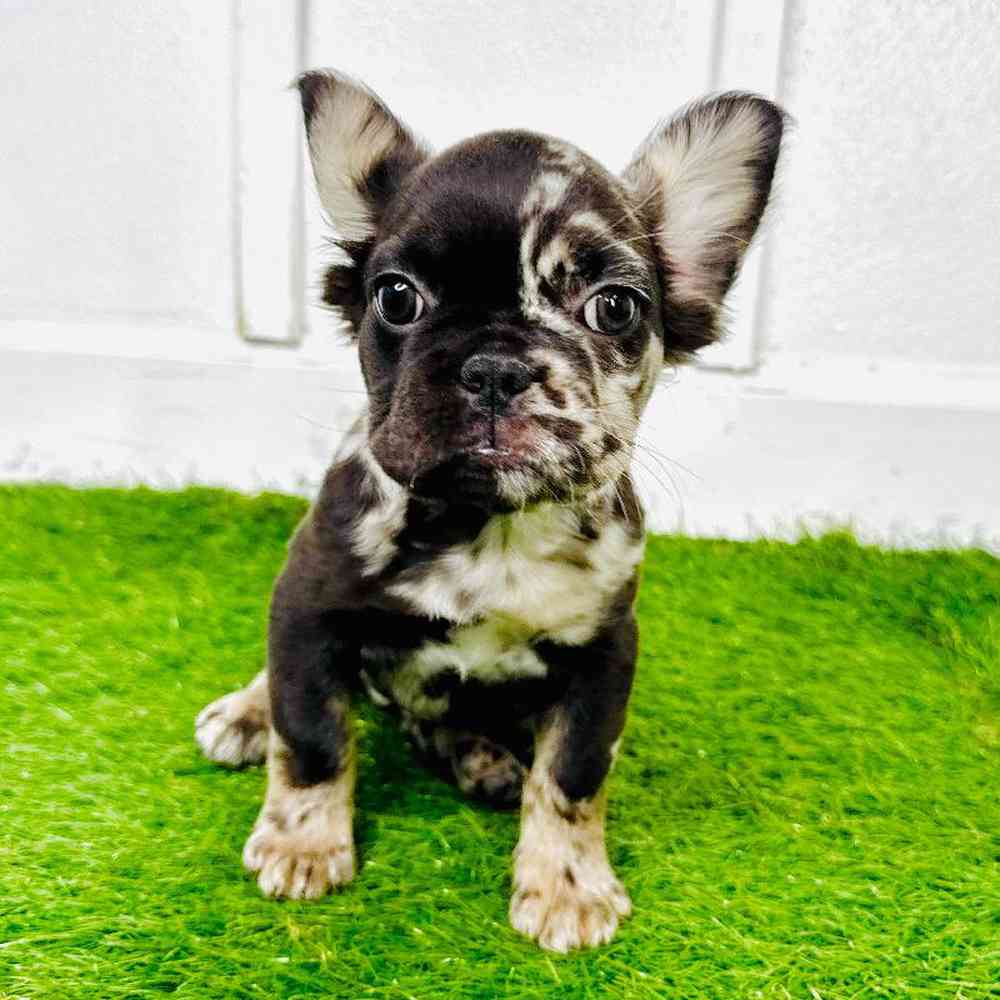 pet breed image