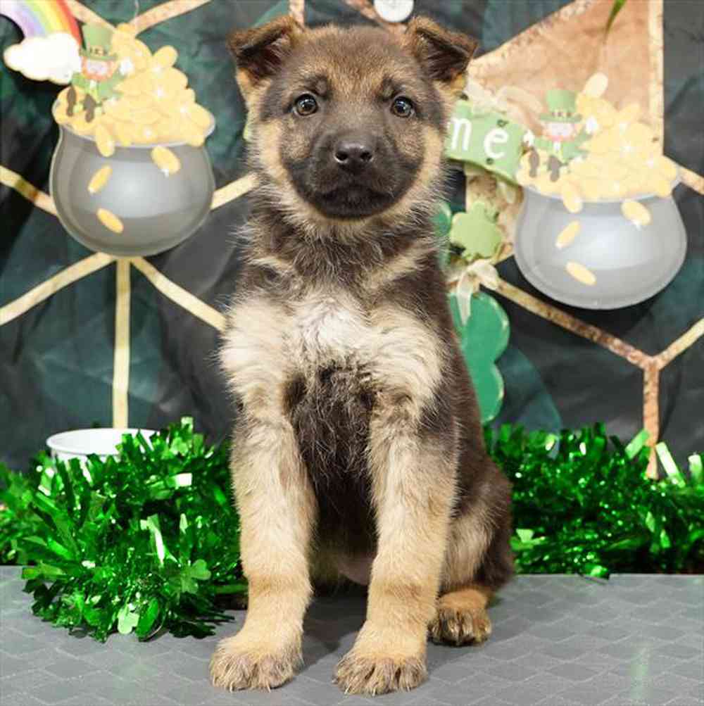 pet breed image