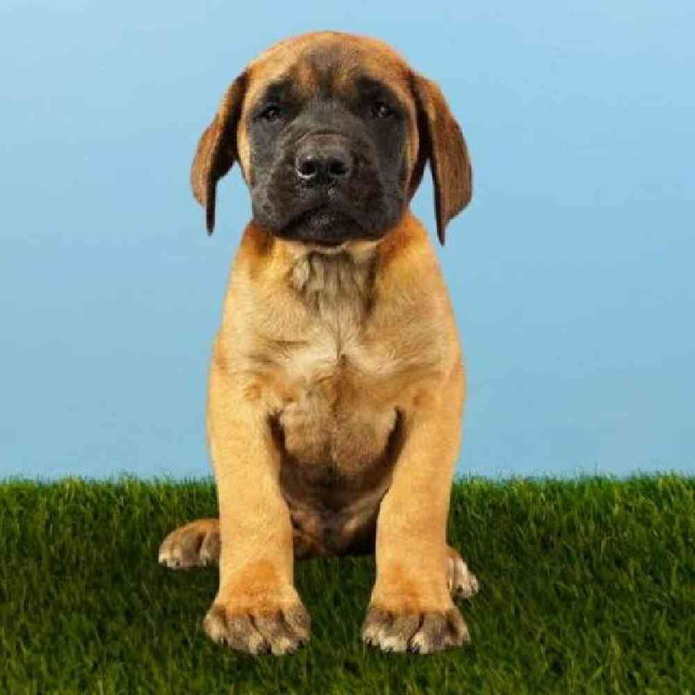 Male English Mastiff Puppy for sale