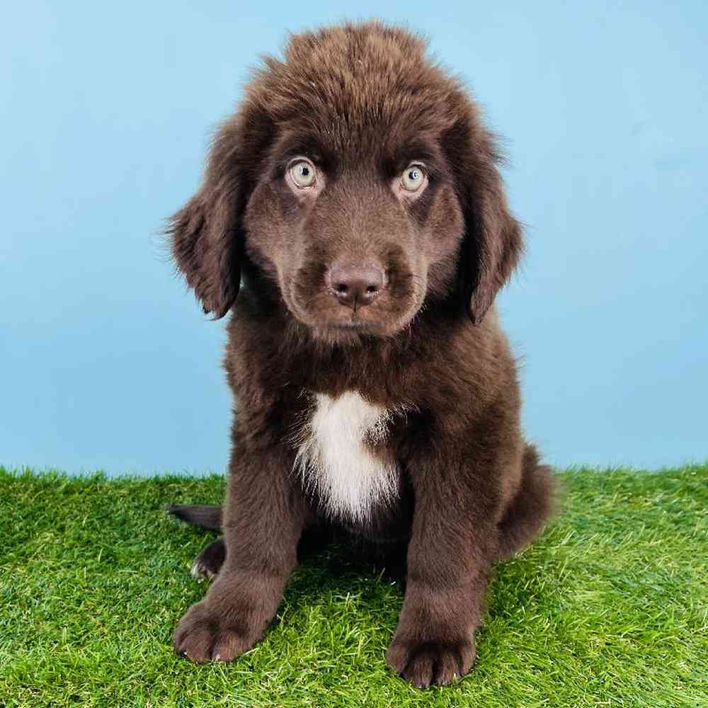 Female Newfoundland Puppy for sale