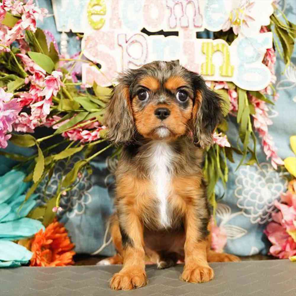 Cavalier King Charles Spaniel Puppies for Sale Meridian
