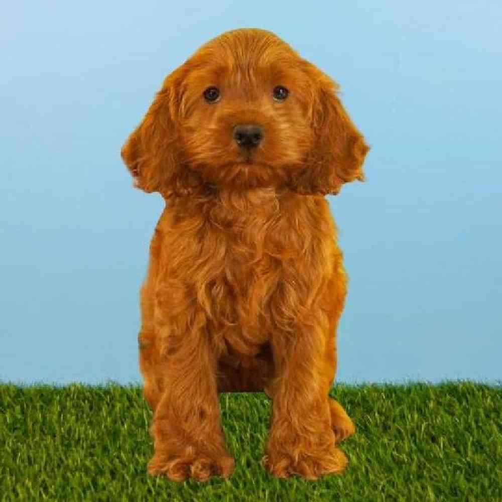 Female Cockapoo Puppy for sale