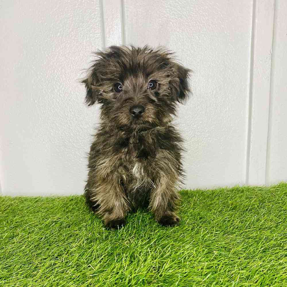 pet breed image