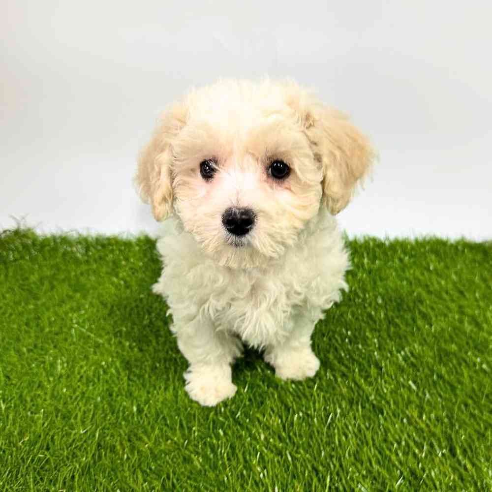 pet breed image