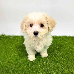 Bichon