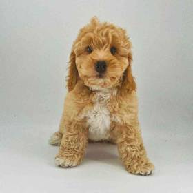 Cockapoo