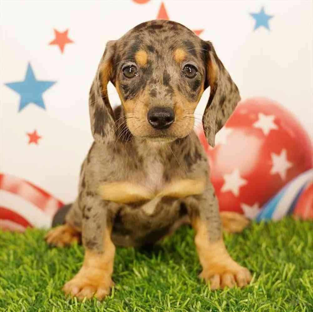pet breed image